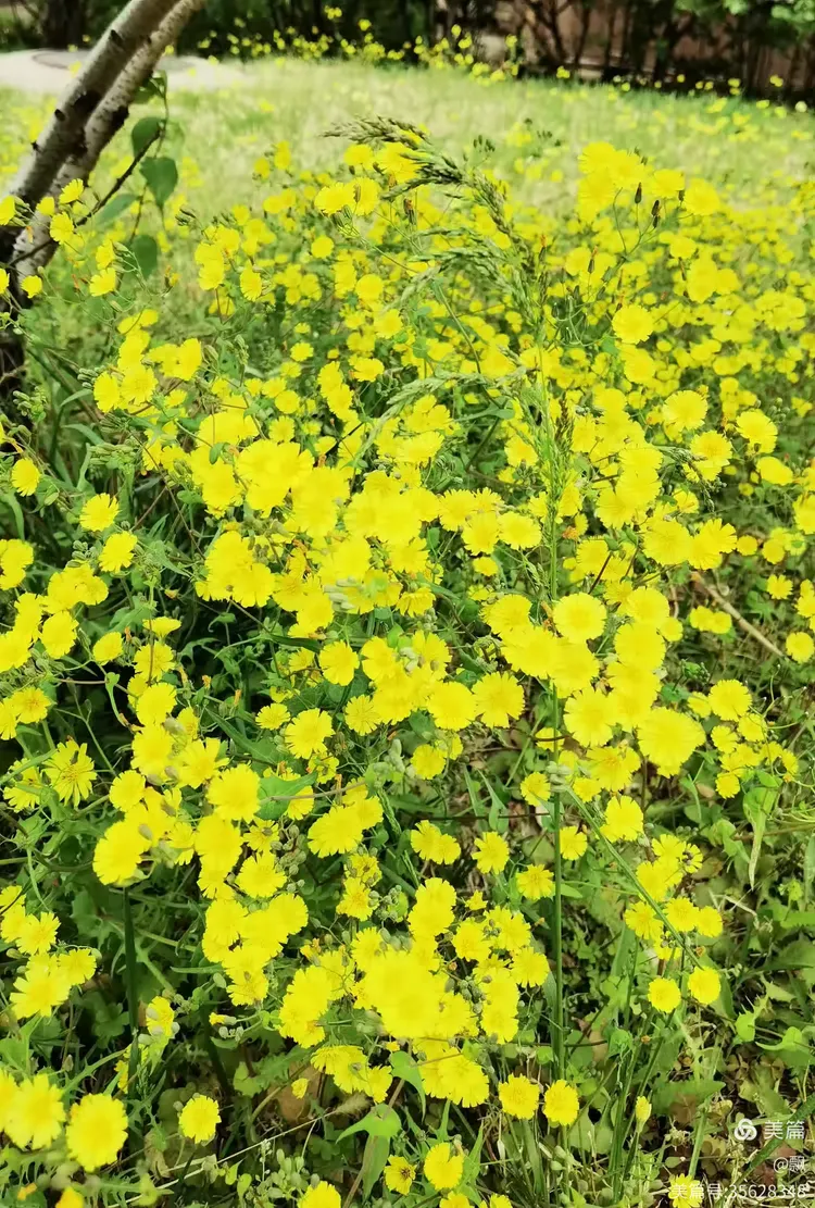 苦菜花开满地黄